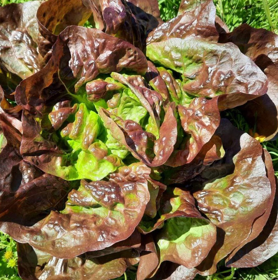 Red Butterhead Lettuce (per Head) Richmond GAIA Farm