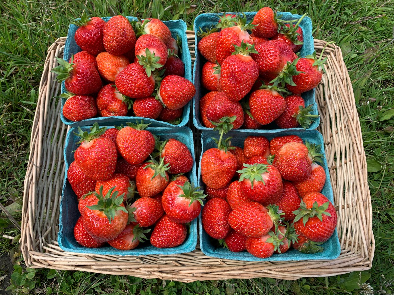 Strawberries (per Quart)
