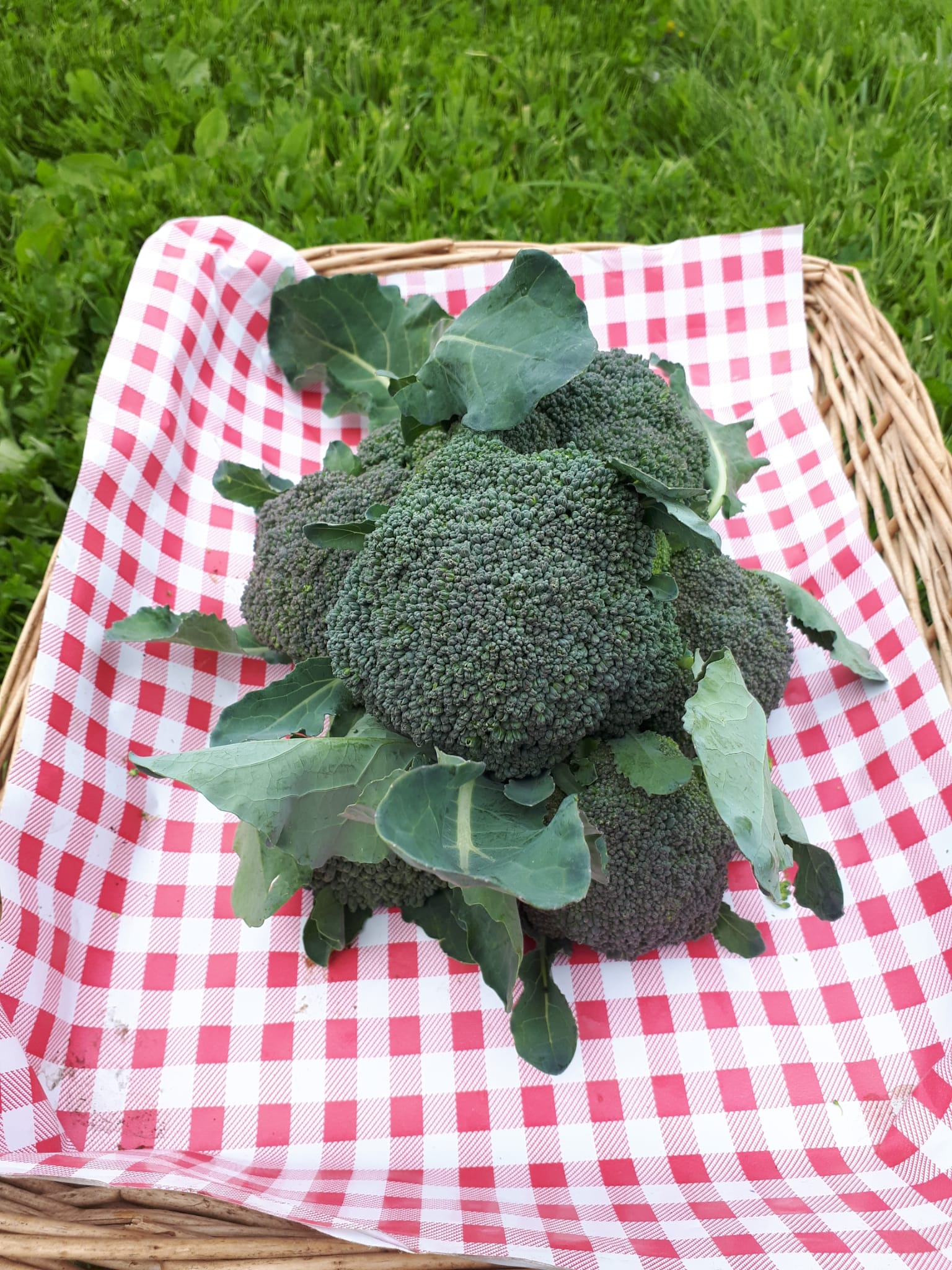 Broccolini (per lb)