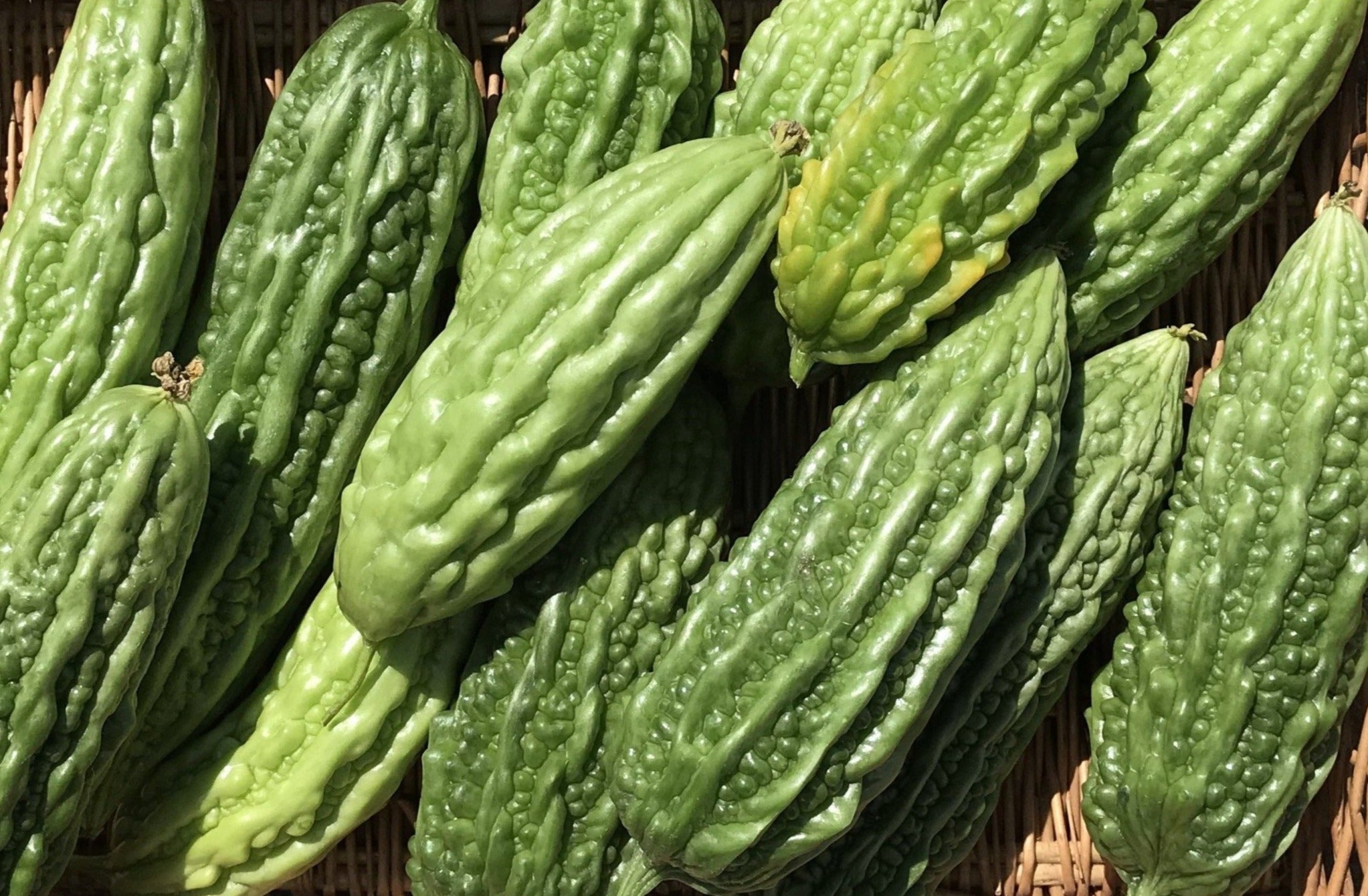 Bitter Melon (per lb)
