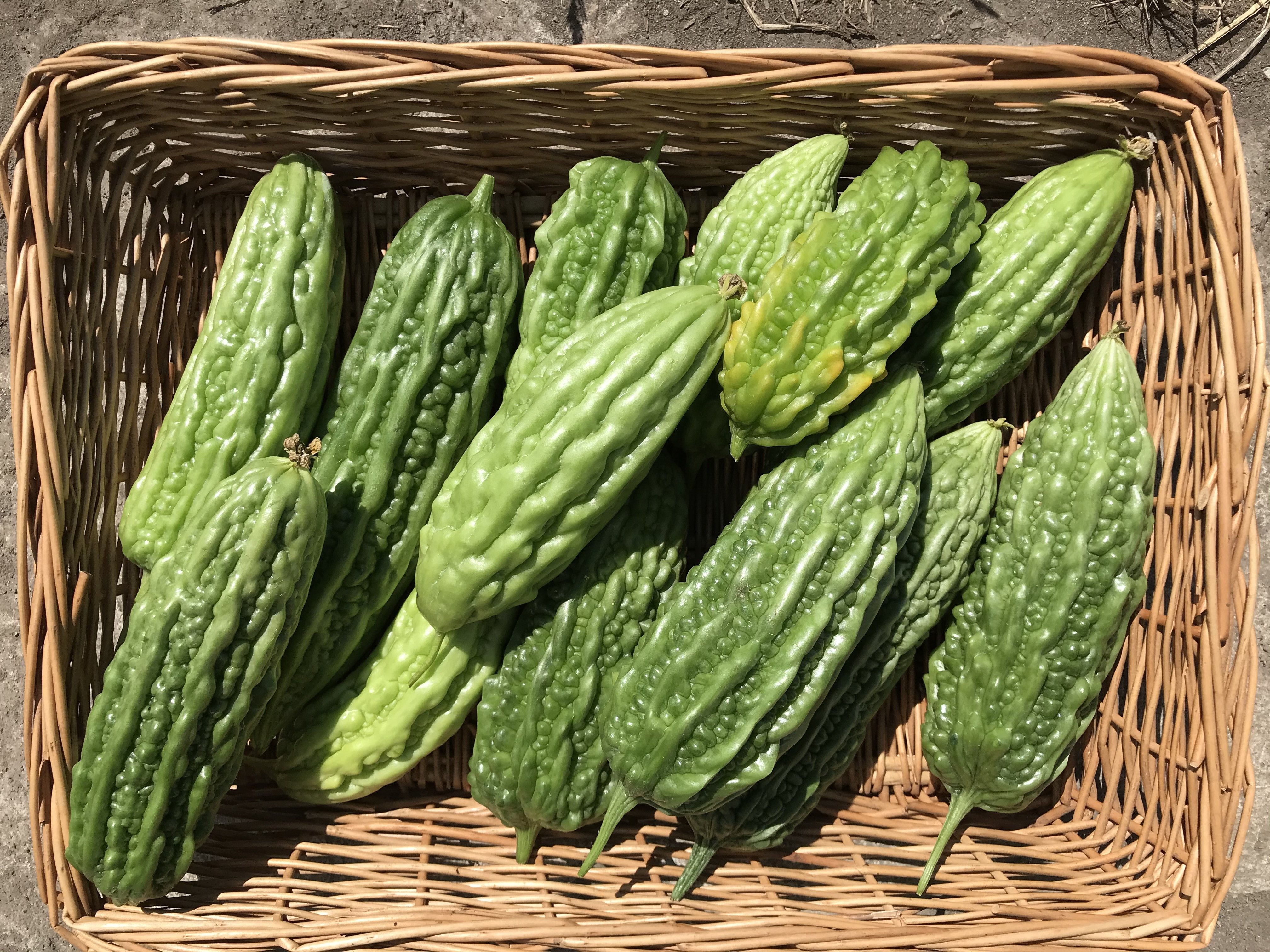 Bitter Melon (per lb)