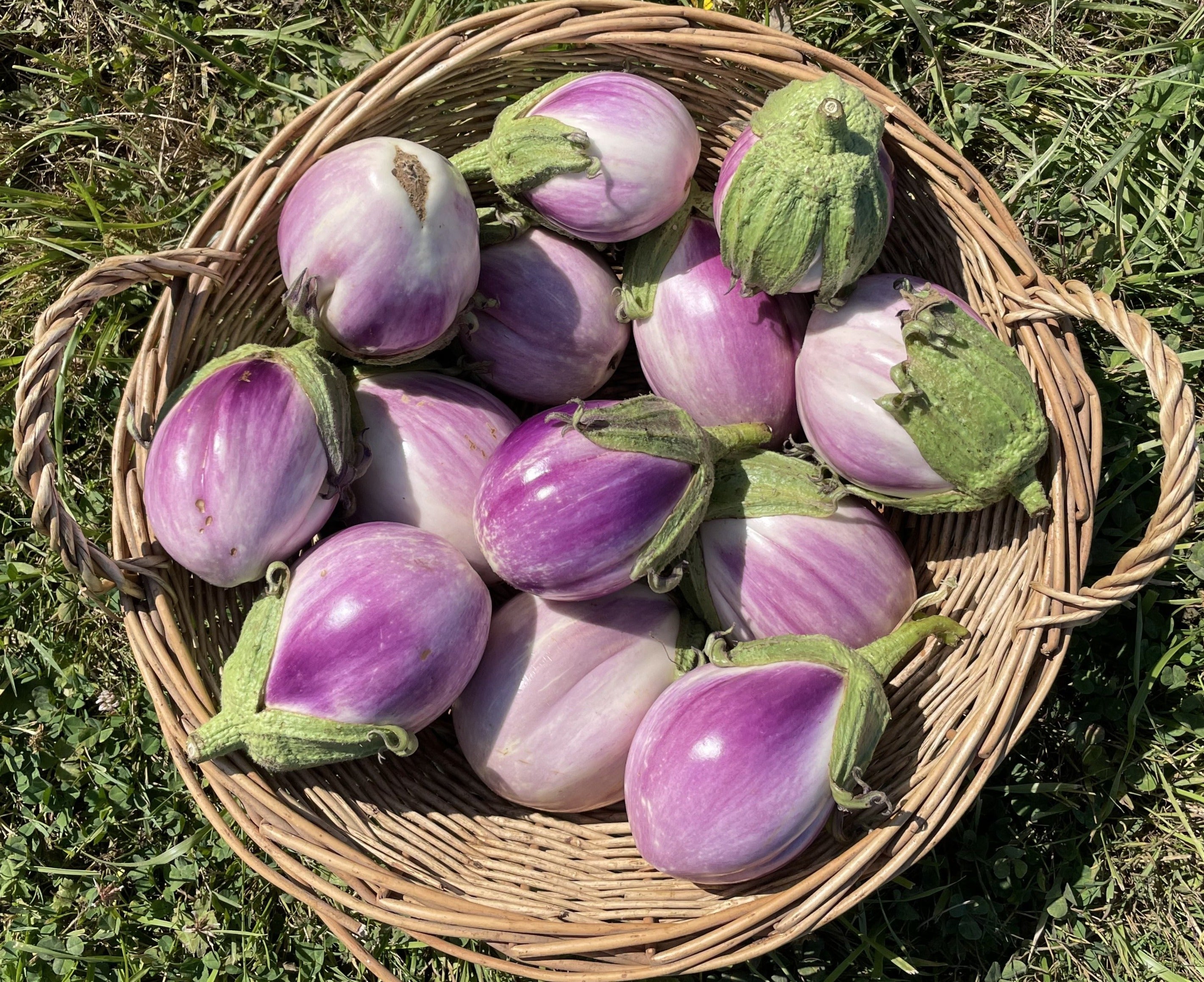 Eggplant (per lb)