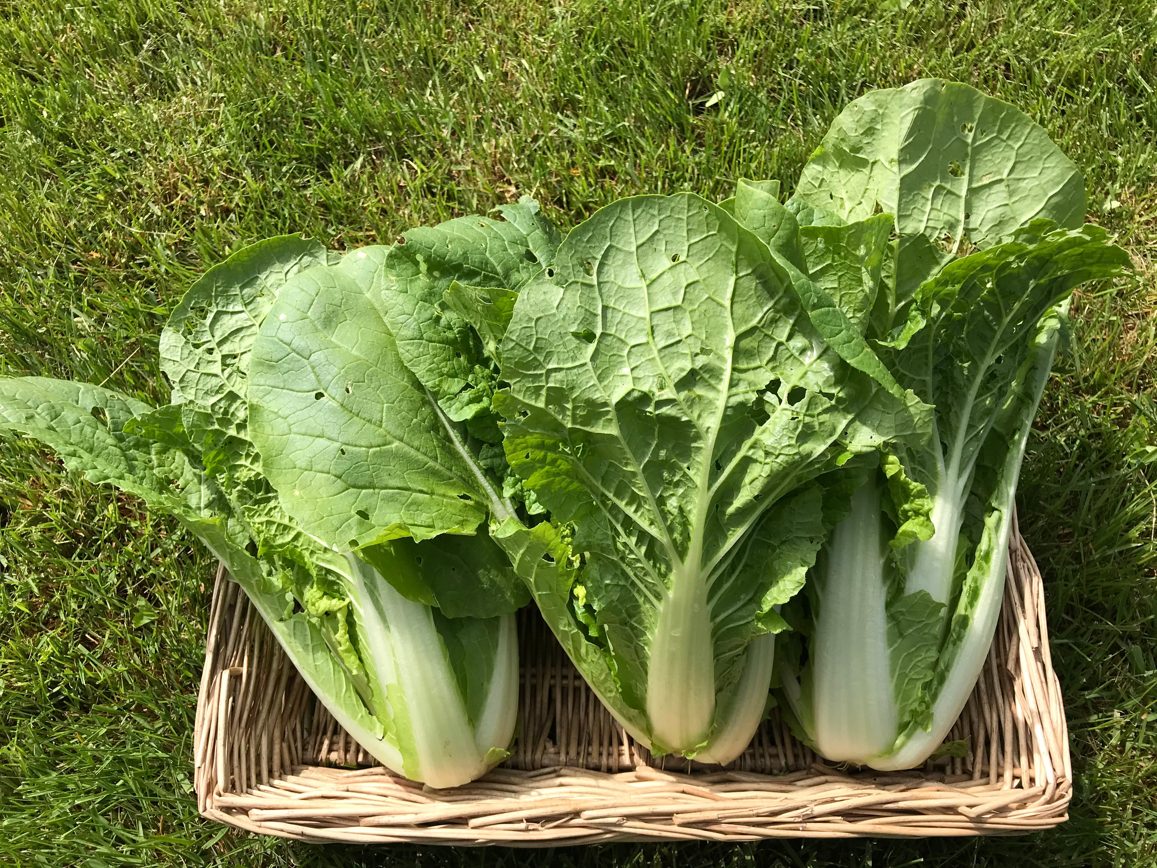 Napa Cabbage (per lb)