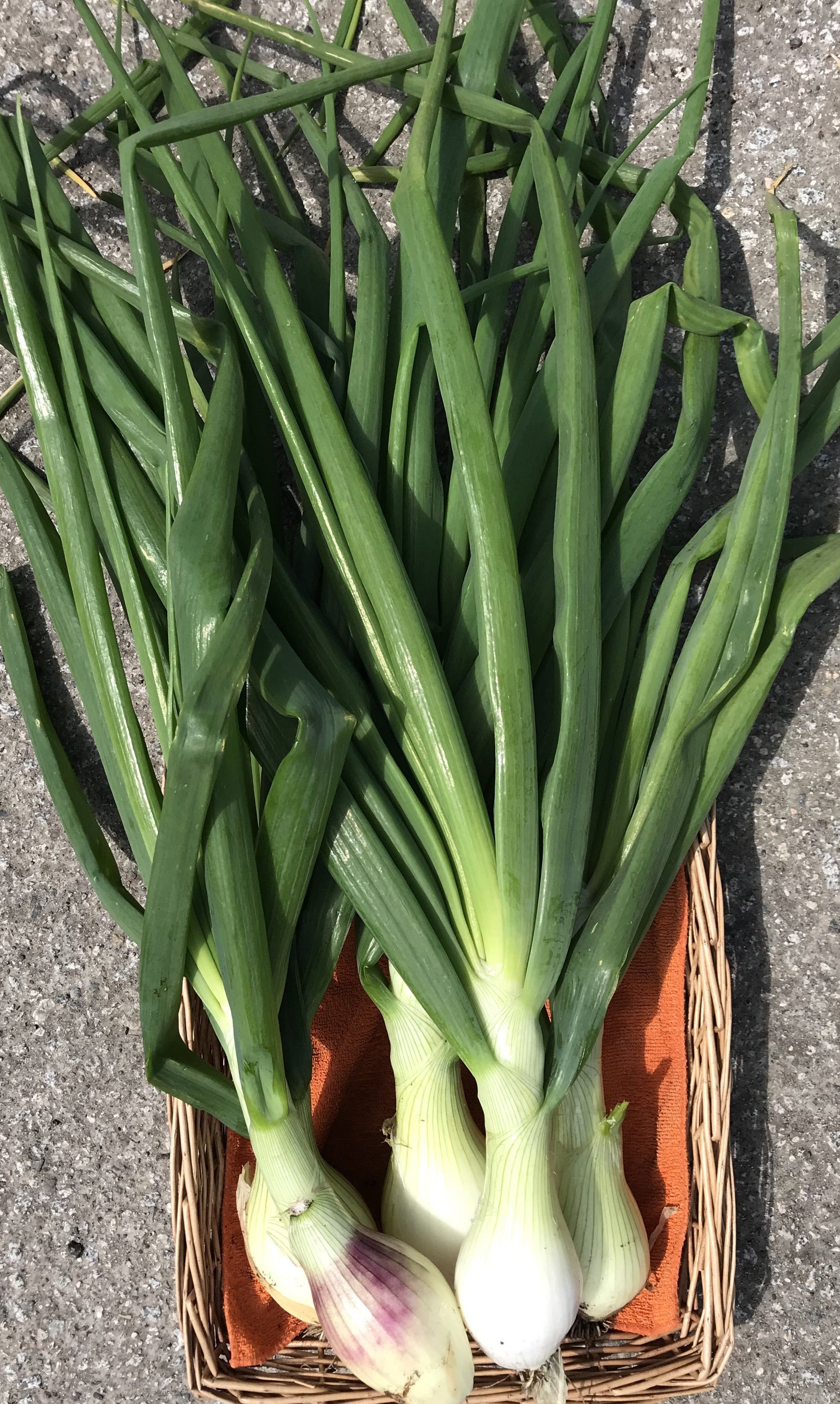 Garlic Greens (per Bunch)