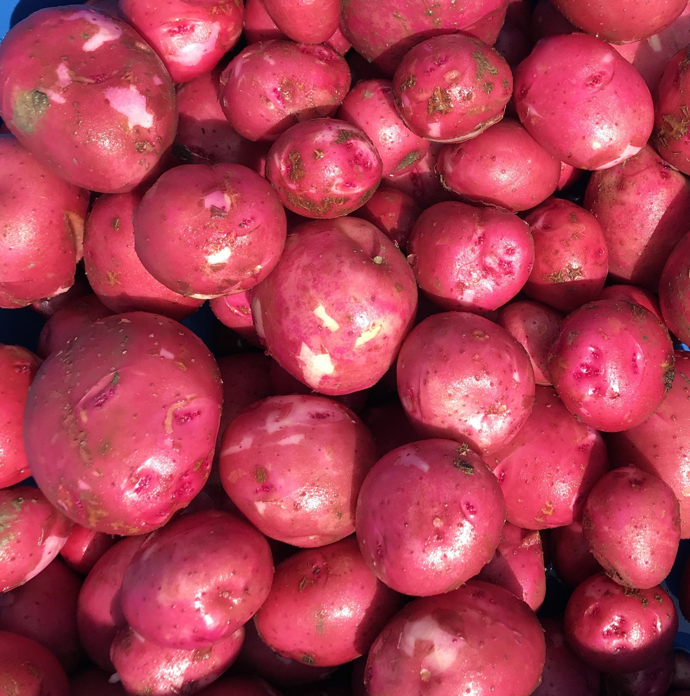 New Potato/Red Pontiac (per lb)
