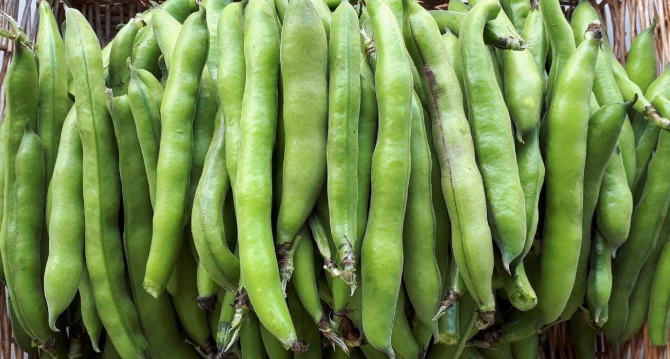 Fava Beans (per lb)