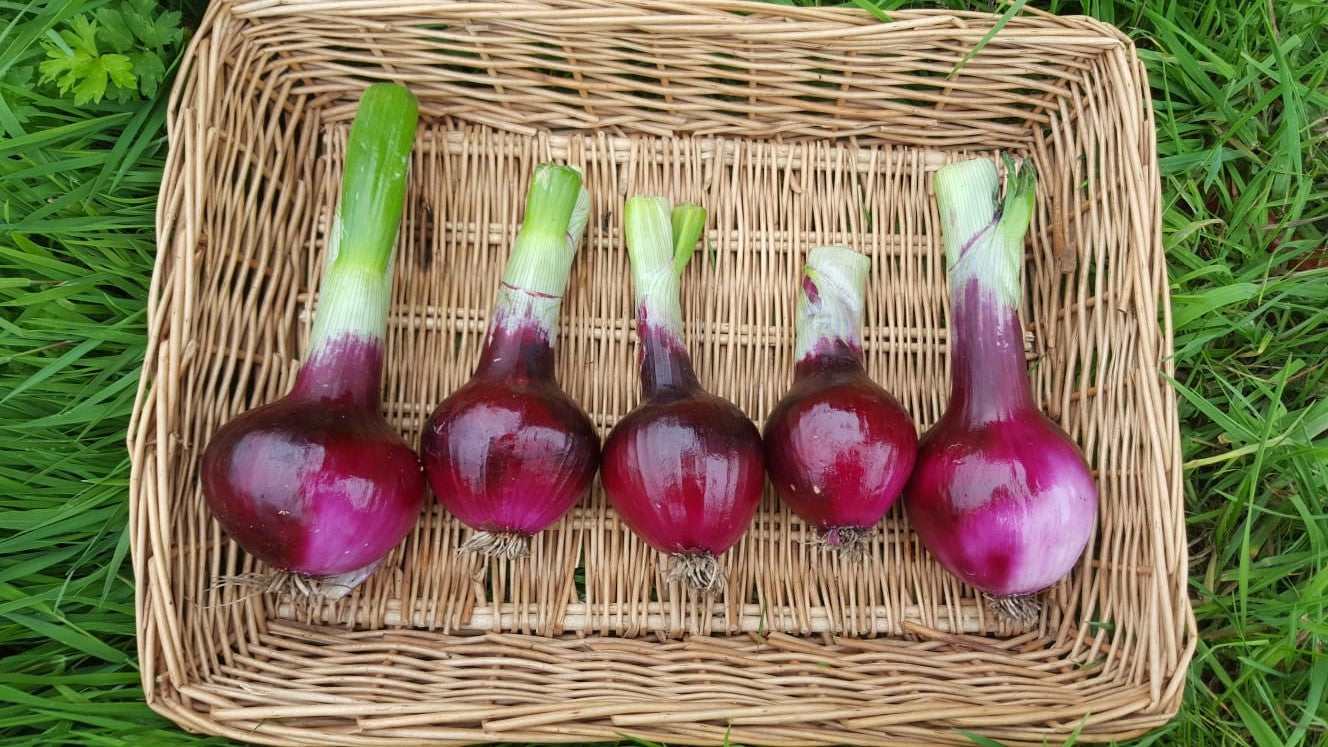 Red Onion (per lb)