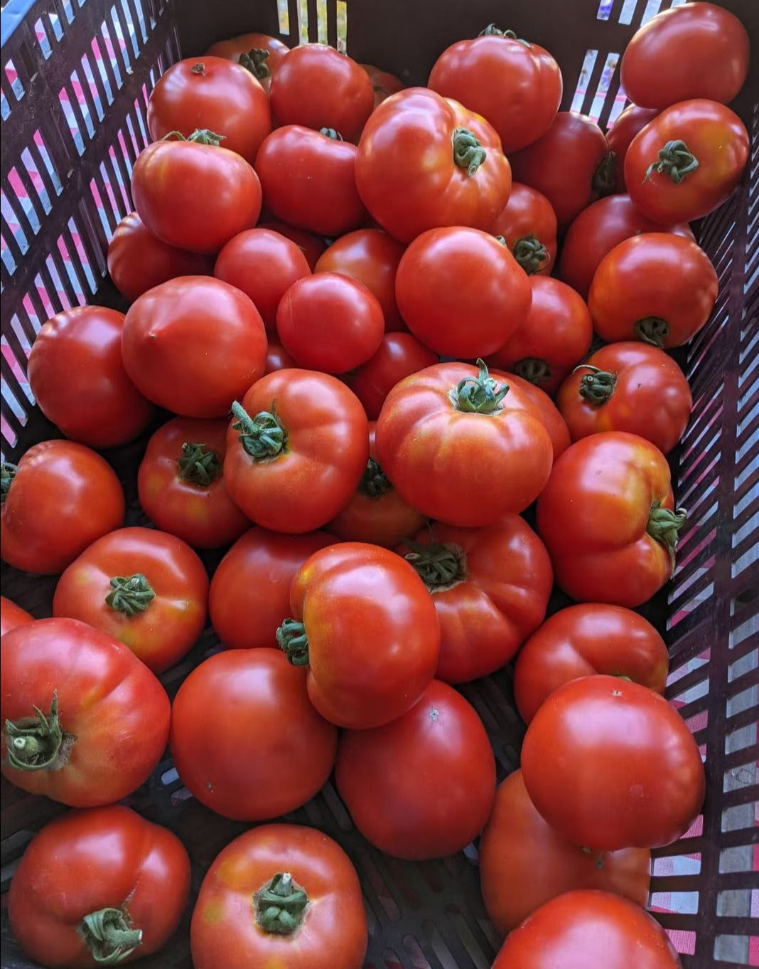 Beefsteak Tomato (per lb) – Richmond GAIA Farm