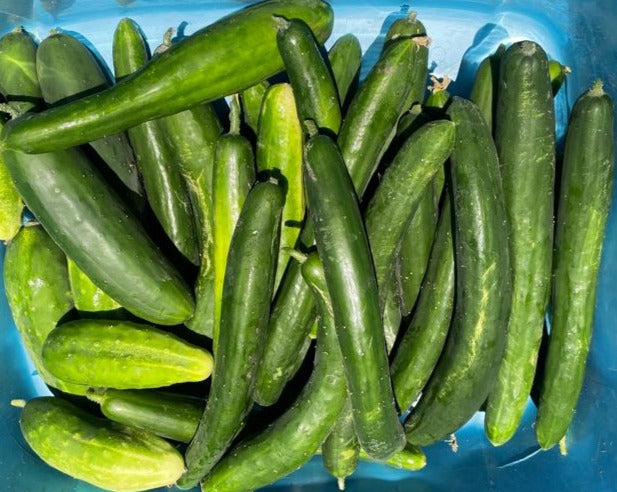 Green House Cucumber (per lb)