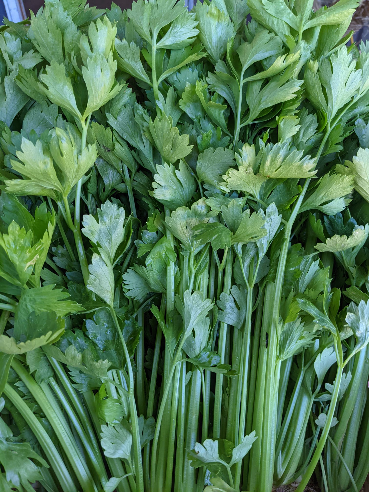 Celery (per Bunch)