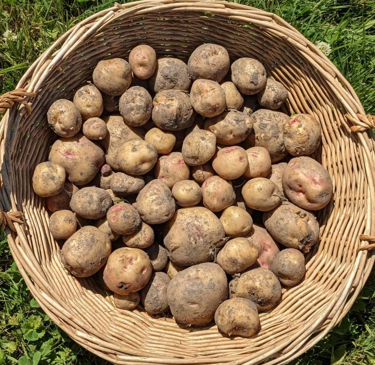 Nugget Potato (per lb)