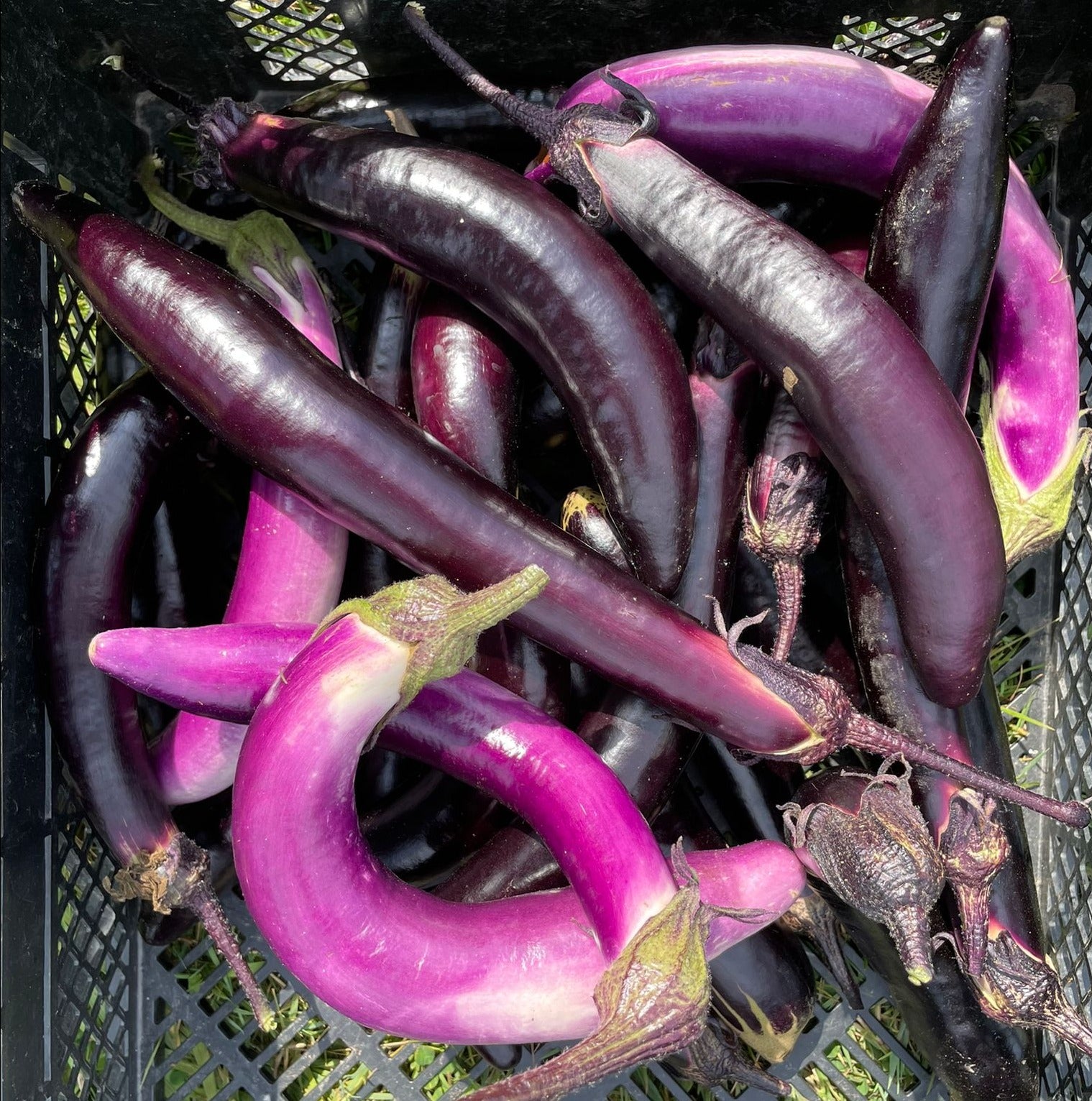 Eggplant (per lb) – Richmond GAIA Farm