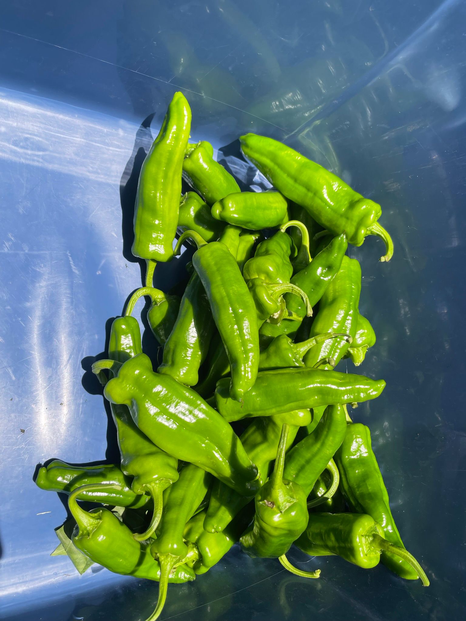 Green Paprika Pepper (per lb)