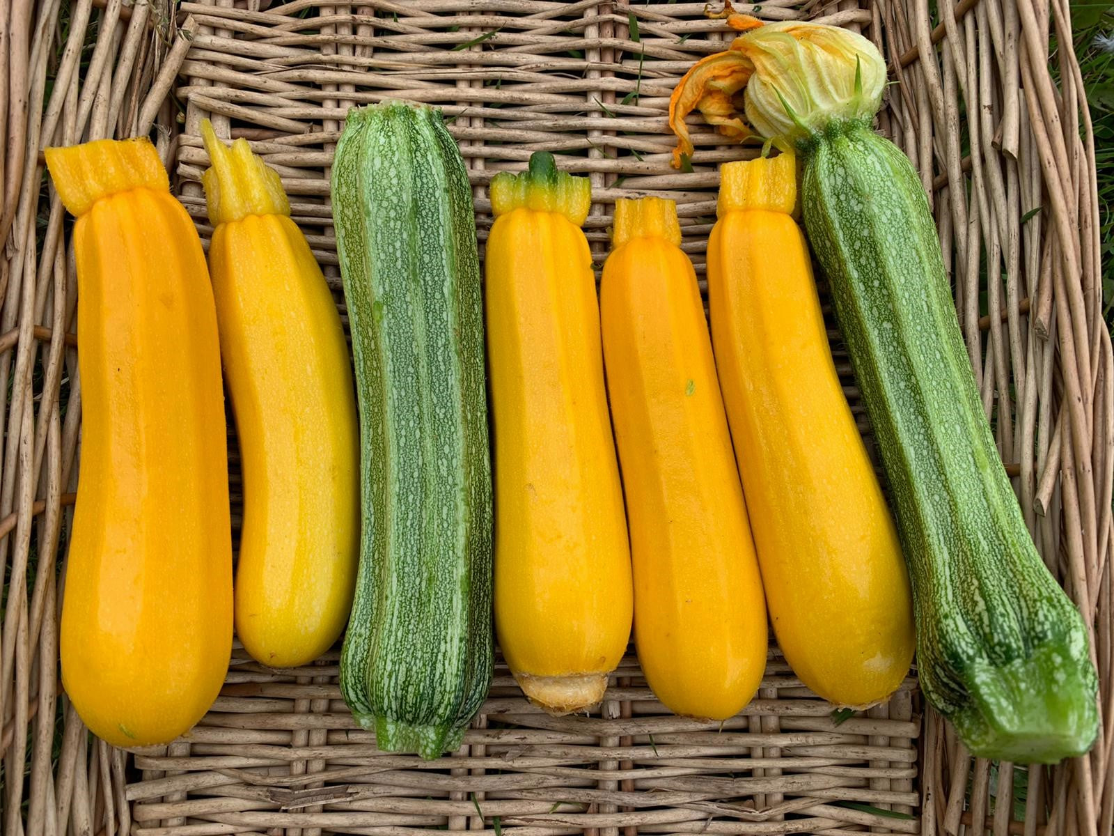 Zucchini: Yellow and Green (per lb)